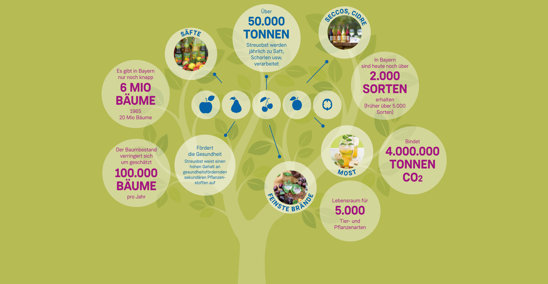 Infografik über Streuobst und Streuobstprodukte