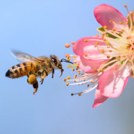 Großaufnahme einer Biene im Anflug auf eine rosa Blüte