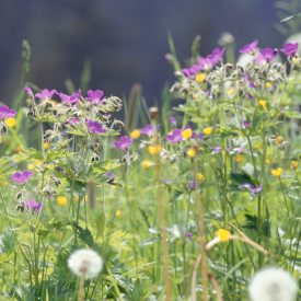 Streuobst Blumenwiese