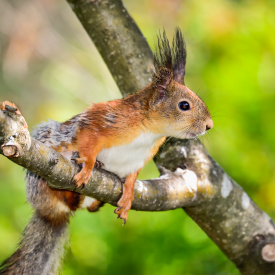 Eichhörnchen sitzt auf einem Ast