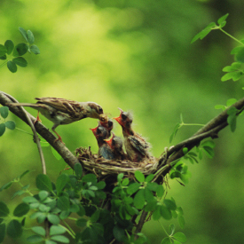 Vogel füttert Nachwuchs im Nest.